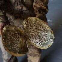 טבליות של סם הקפטגון שהוחבאו בתוך פירות מזויפים, במפעל לייצור הסם מזרחית לדמשק. | EPA