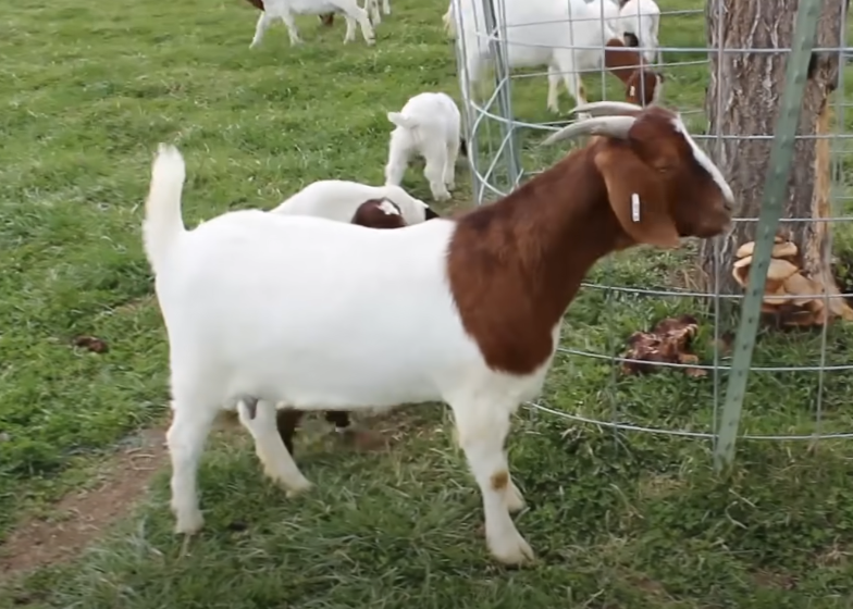 עז. | מסך מיוטיוב