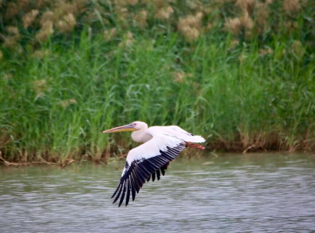 גיא שרי גיא שרי