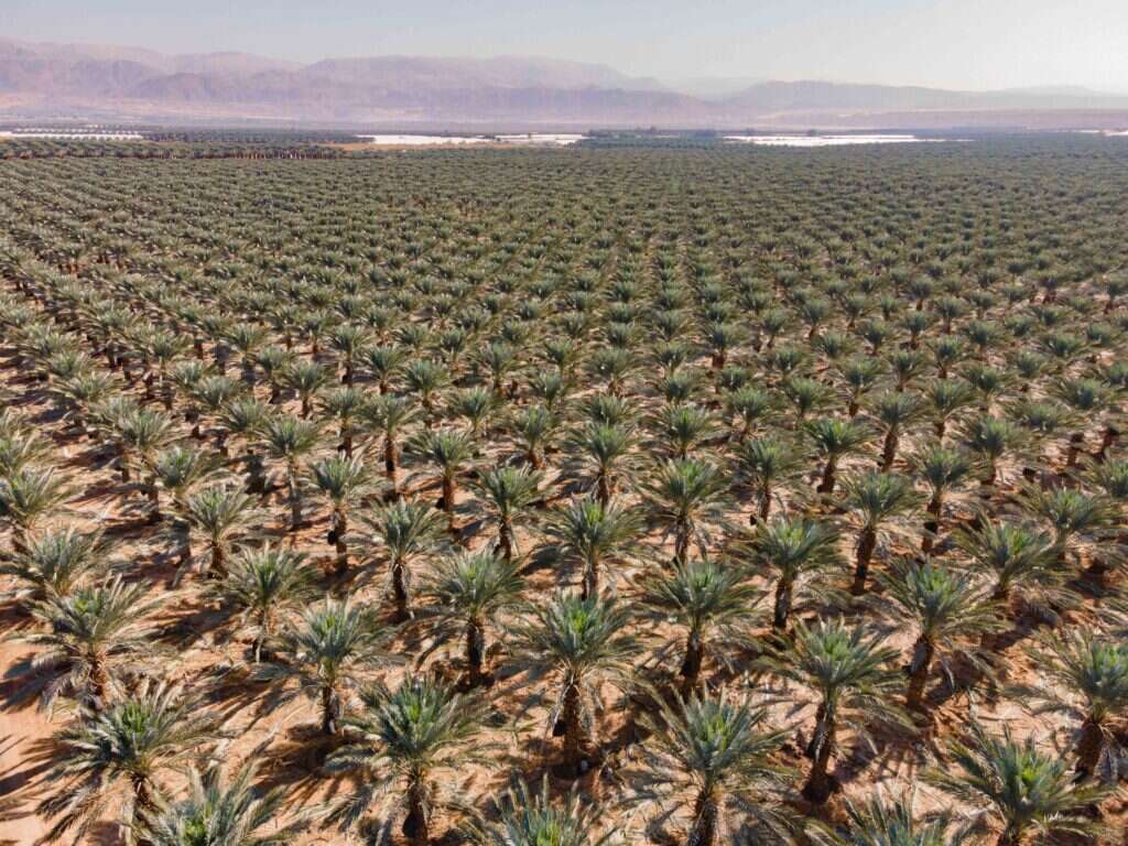 "עשרים דונם בזיליקום ושלושים דונם תמרים לא מספיקים לי". המטע בעין־תמר. | לירון מולדובן