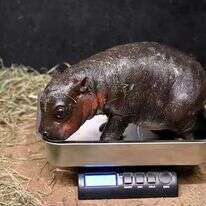 ההיפופוטמית הצעירה. | הוושינגטון פוסט