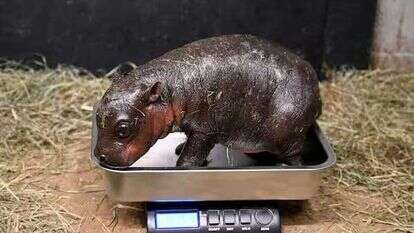 ההיפופוטמית הצעירה. | הוושינגטון פוסט