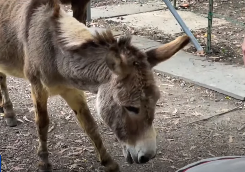 חמור | מסך מיוטיוב
