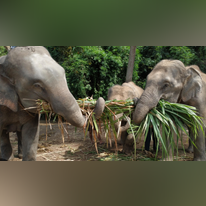פילים בתאילנד. | מסך מיוטיוב