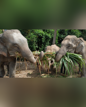 פילים בתאילנד. | מסך מיוטיוב