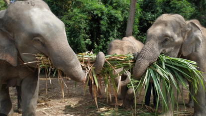 פילים בתאילנד. | מסך מיוטיוב