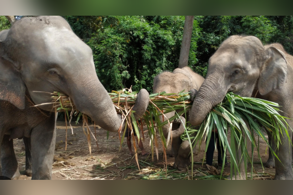 פילים בתאילנד. | מסך מיוטיוב פילים בתאילנד. | מסך מיוטיוב