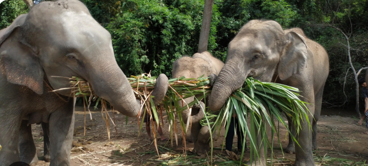 פילים בתאילנד. | מסך מיוטיוב