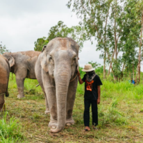 פילים בתאילנד | מסך מיוטיוב