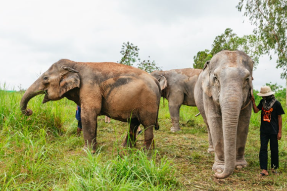 פילים בתאילנד | מסך מיוטיוב