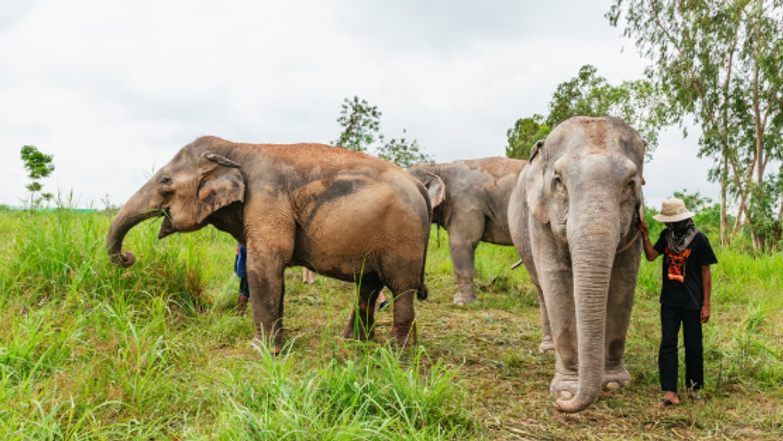 פילים בתאילנד | מסך מיוטיוב