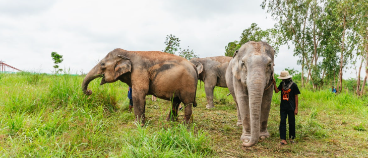 פילים בתאילנד | מסך מיוטיוב