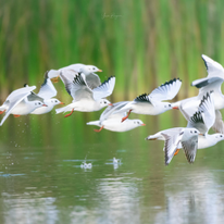 שחף אגמים. יובל בנימיני. באדיבות פארק ראש ציפור