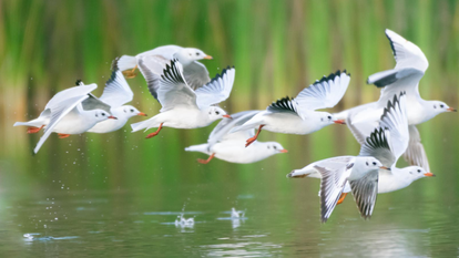 שחף אגמים. יובל בנימיני. באדיבות פארק ראש ציפור