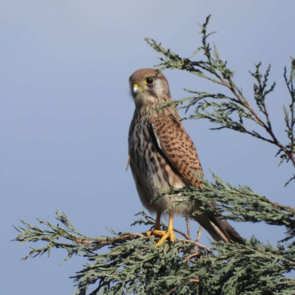 בז מצוי. שלומי ברזניק