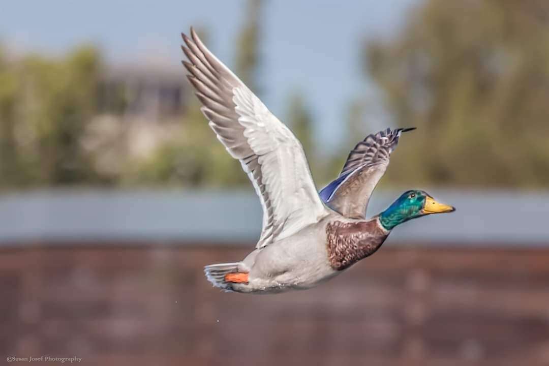 ברכיה. סוזן יוסף. באדיבות פארק ראש ציפור