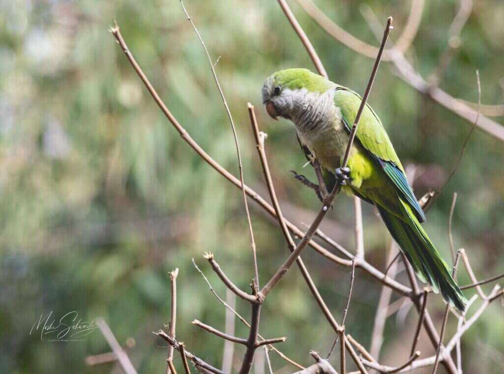 דררה. משה שוורץ