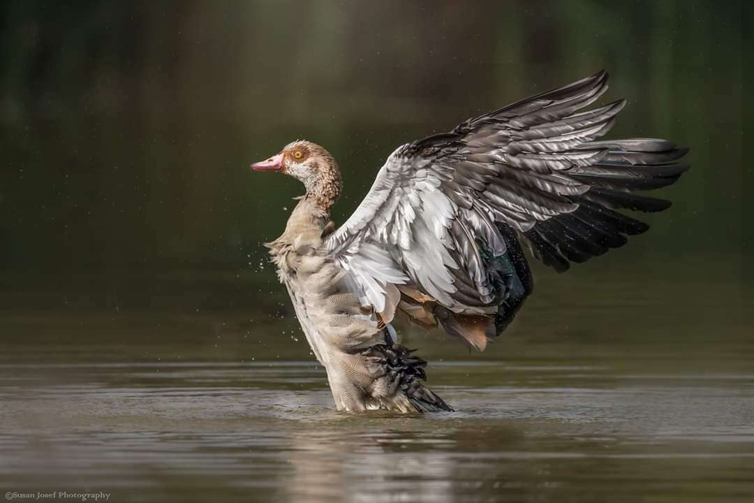 יאורית פורשת כנפיים. סוזן יוסף. באדיבות פארק ראש ציפור
