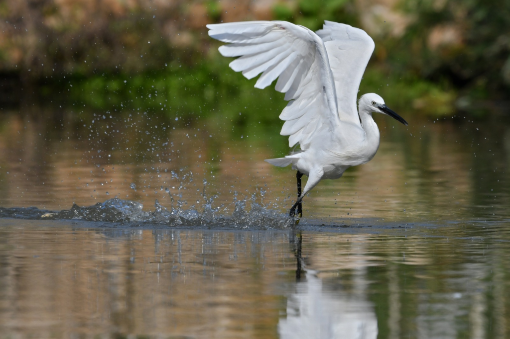 לבנית קטנה. דן לוי. באדיבות פארק ראש ציפור