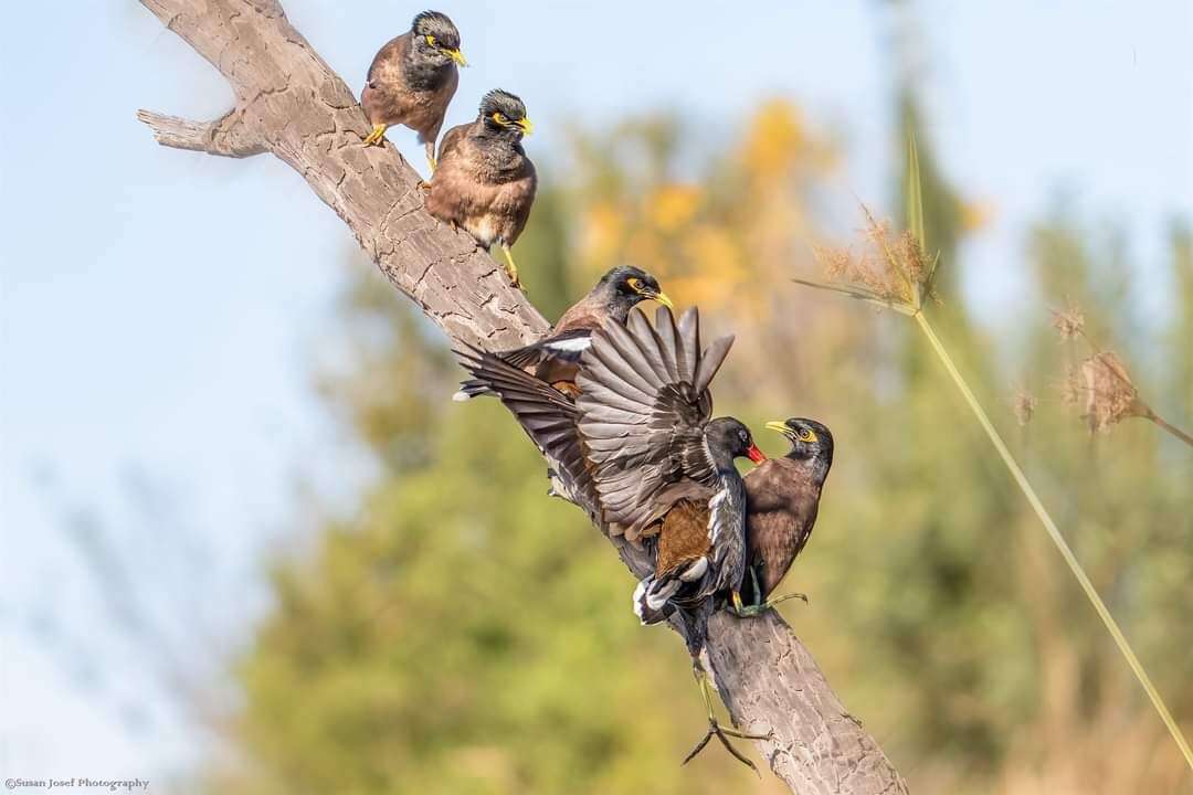 מיינות. סוזן יוסף. באדיבות פארק ראש ציפור