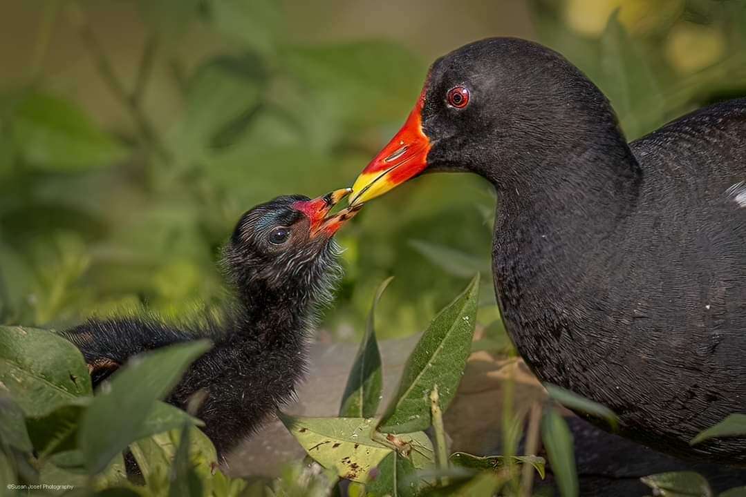 סופית. | סוזן יוסף. באדיבות פארק ראש ציפור