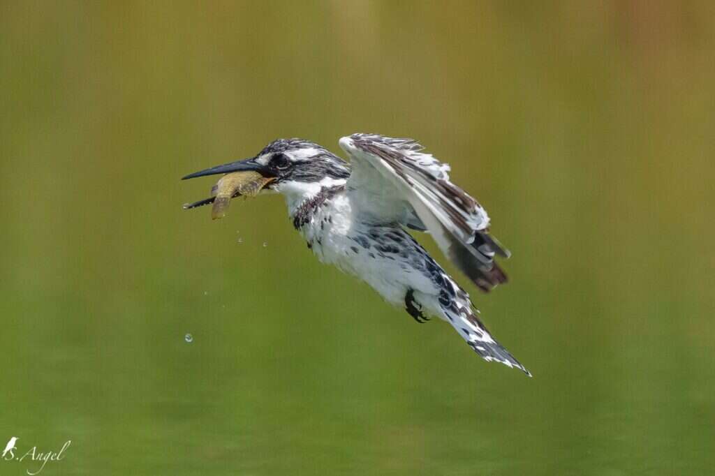 פרפור עקוד. שמוליק אנגל. באדיבות פארק ראש ציפור