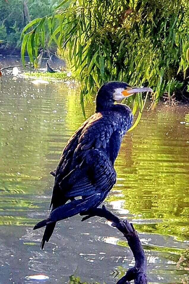קורמורן. אורלי ישראלי