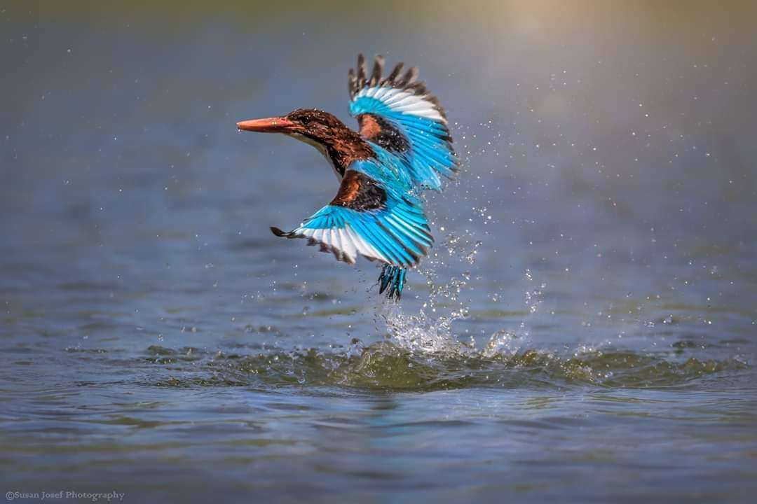 שלדג לבן-חזה. צפרות סוזן גוזף. באדיבות פארק ראש ציפור