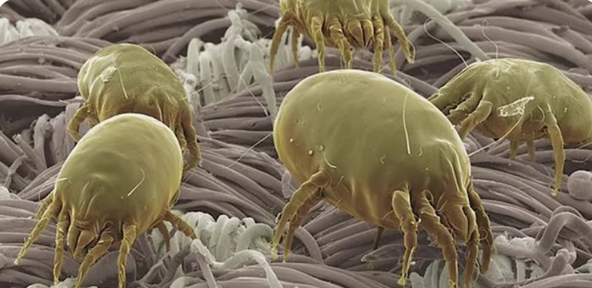 קרדית האבק: | מסך מיוטיוב