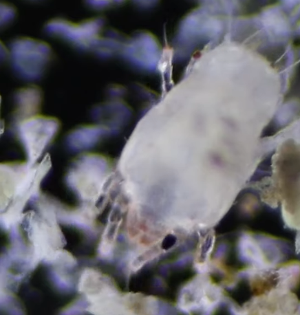 קרדית האבק: | מסך מיוטיוב