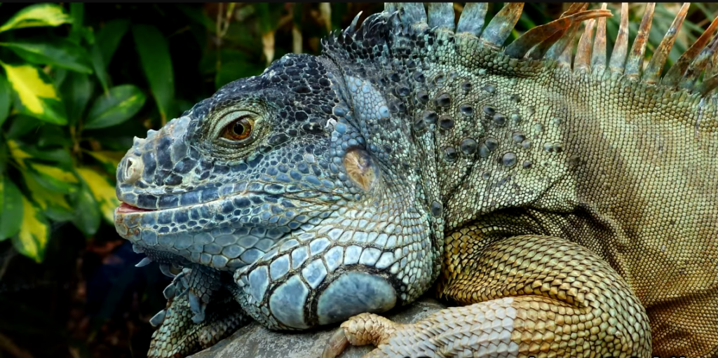 איגואנה. | מסך מיוטיוב איגואנה. | מסך מיוטיוב