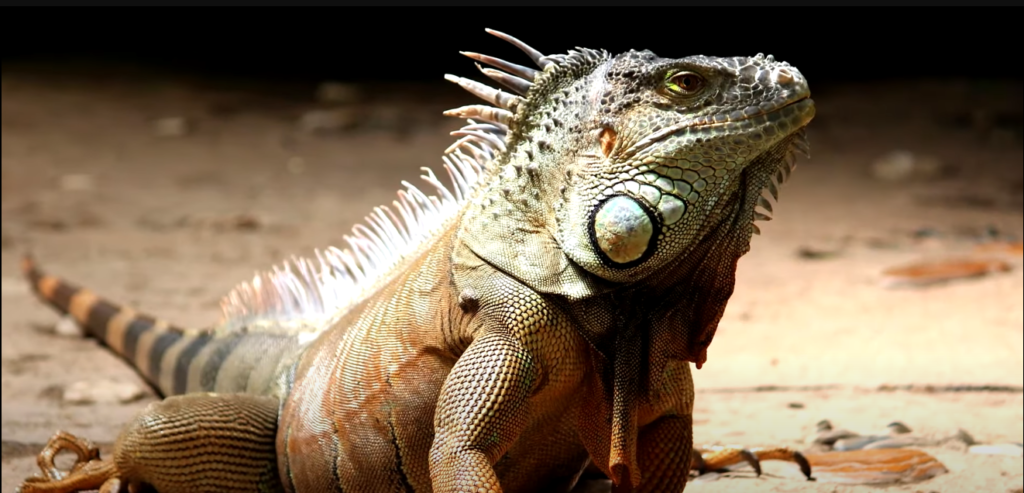 איגואנה. | מסך מיוטיוב איגואנה. | מסך מיוטיוב