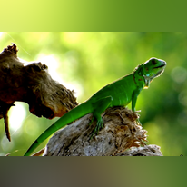 איגואנה. | מסך מיוטיוב