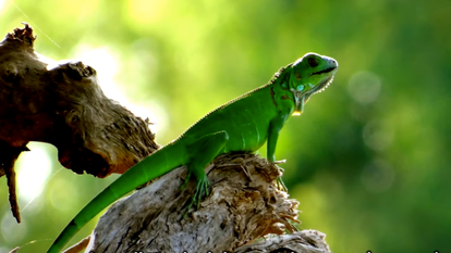 איגואנה. | מסך מיוטיוב איגואנה. | מסך מיוטיוב