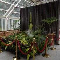 צמח הפוטריציה. (AP Photo/Rick Rycroft)