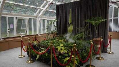 צמח הפוטריציה. (AP Photo/Rick Rycroft) צמח הפוטריציה. (AP Photo/Rick Rycroft)