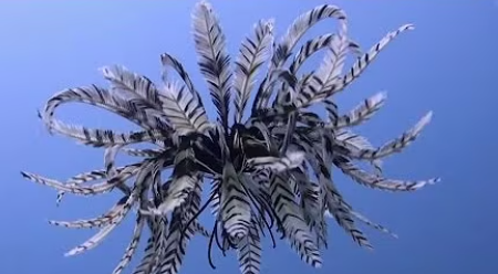 שושנת ים. | מסך מיוטיוב שושנת ים. | מסך מיוטיוב