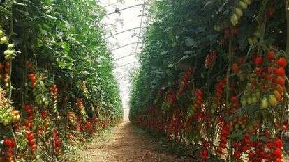 מחקר גידול ירקות קיץ בגולן של מו''פ צפון במשק סטוליאר - קרדיט | מו''פ צפון