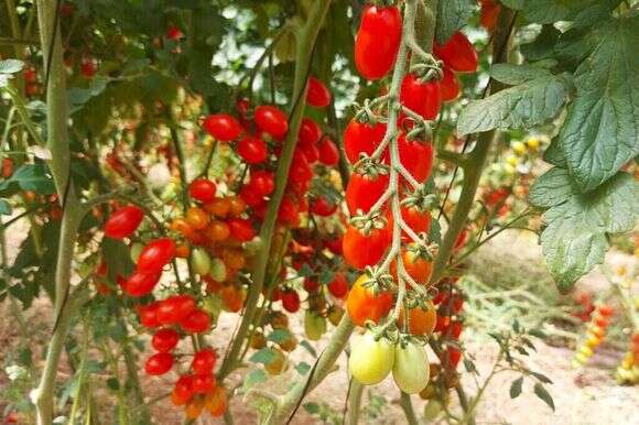 מחקר גידול ירקות קיץ בגולן של מו''פ צפון במשק סטוליאר. | מו''פ צפון