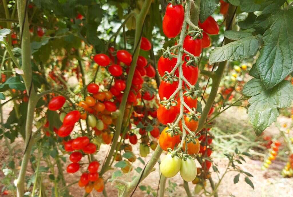 מחקר גידול ירקות קיץ בגולן של מו''פ צפון במשק סטוליאר. | מו''פ צפון