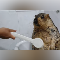 מרמיטה. | מסך מיוטיוב