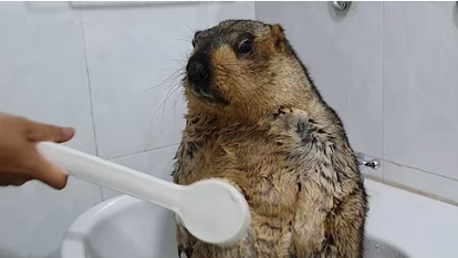 מרמיטה. | מסך מיוטיוב