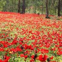 דרום אדום. | רפי בביאן