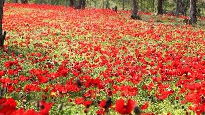 דרום אדום. | רפי בביאן דרום אדום. | רפי בביאן