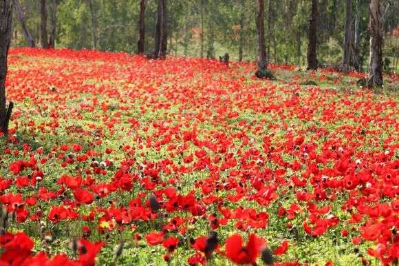דרום אדום. | רפי בביאן