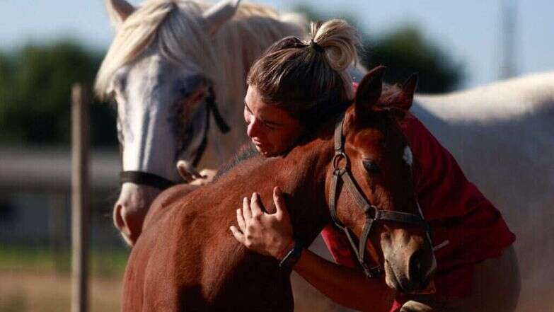 הסוסים המהונדסים. | REUTERS/Matias Baglietto