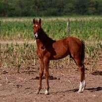 הסוסים המהונדסים. | REUTERS/Matias Baglietto