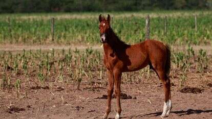 הסוסים המהונדסים. | REUTERS/Matias Baglietto