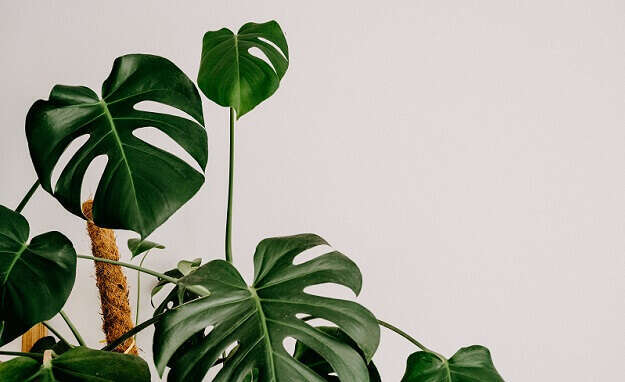 פוטוס. | באדיבות משתלת ביאליק