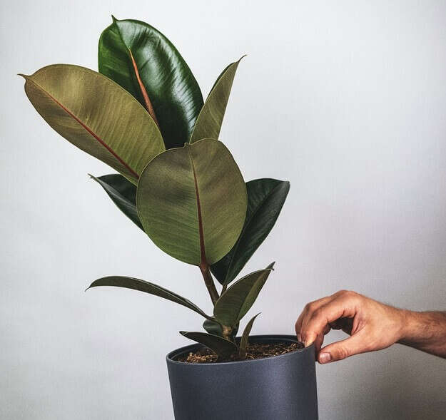 פיקוס גומי. | באדיבות משתלת ביאליק